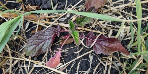 Charlock (Mutarda arvensis)