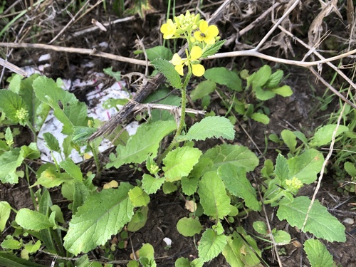Charlock (Mutarda arvensis)