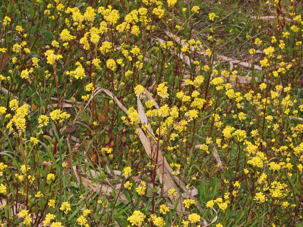 Charlock: Sinapis arvensis - S. Agata Fossili, Alessandria, Italy