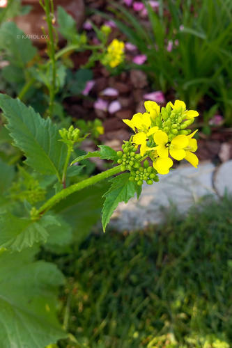 Charlock (Mutarda arvensis)