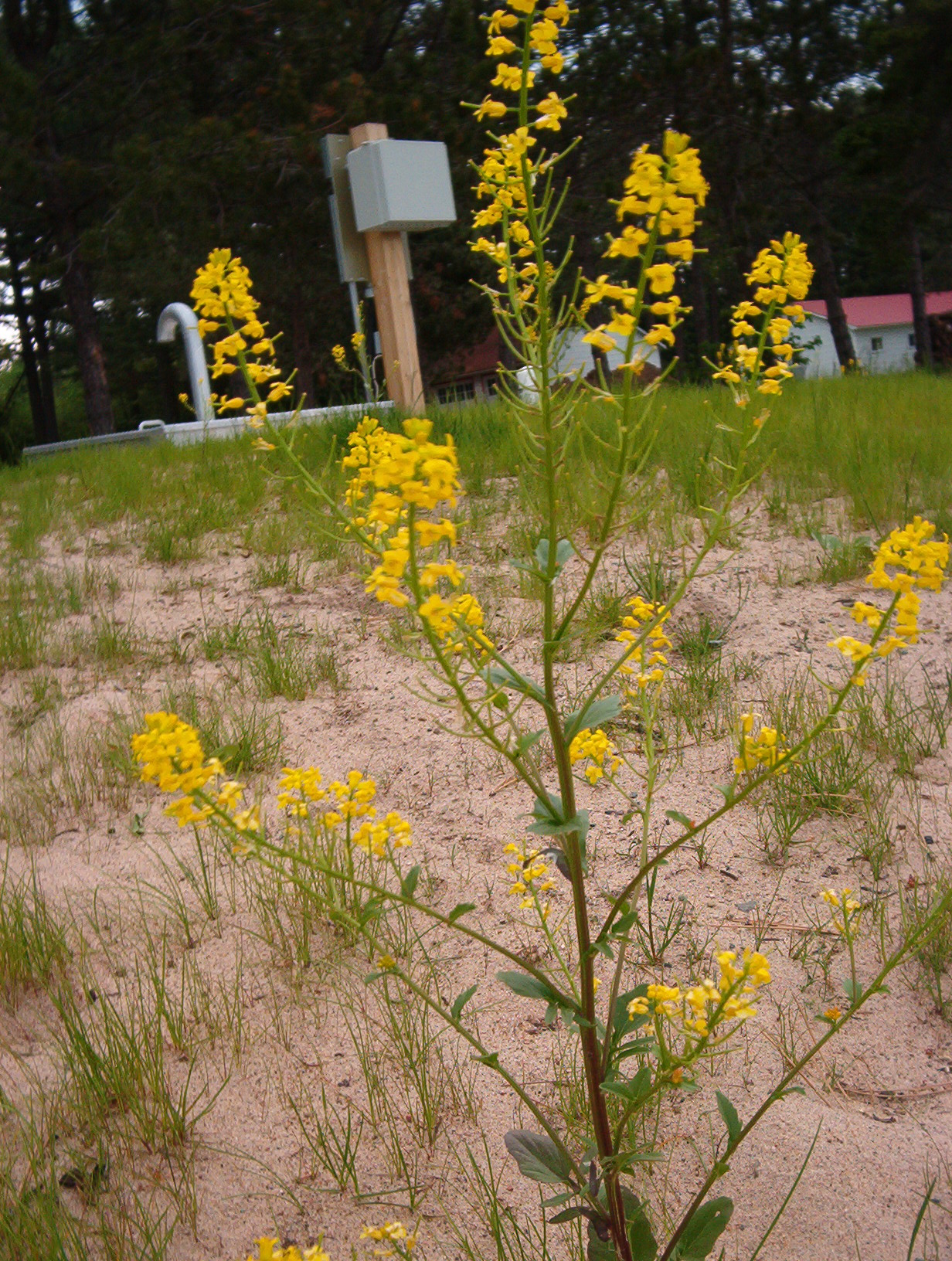 Black mustard: Brassica nigra (black mustard), Pancake Bay Provincial Park, Ontario.