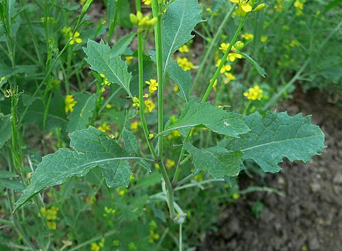 Black mustard: Brassica nigra, moutarde noire, pied, Jardin des Plantes de Paris