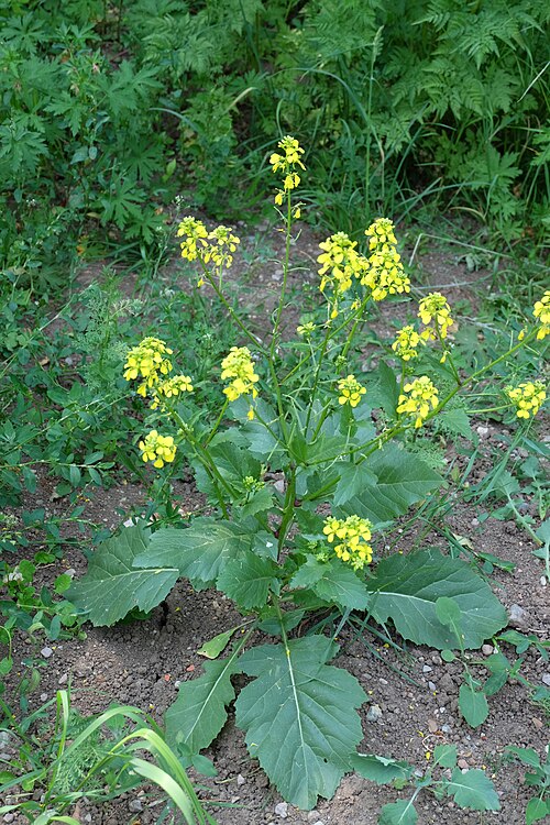 Black mustard: Schwarzer Senf