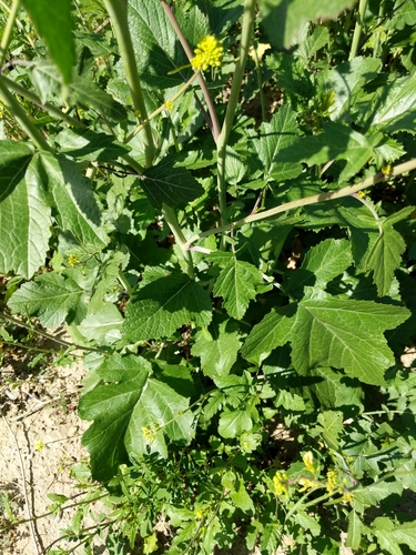 Black mustard (Mutarda nigra)