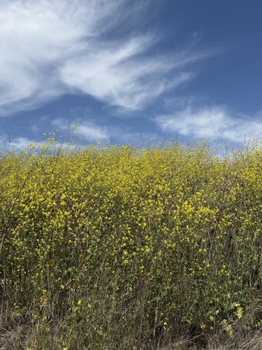 Black mustard (Mutarda nigra)