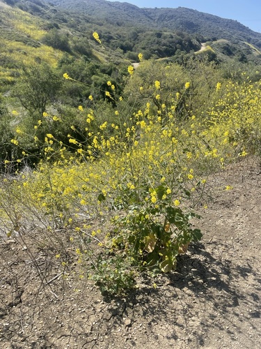 Black mustard (Mutarda nigra)
