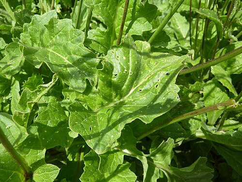 Black mustard: Taken in the Cambridge University Botanic Garden