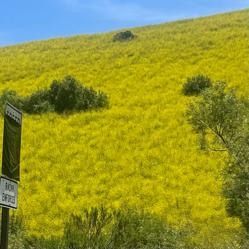 Black mustard (Mutarda nigra)