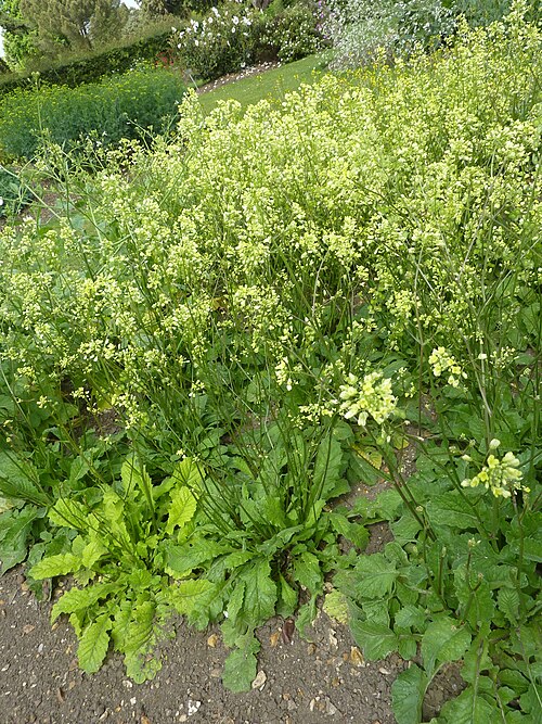 Black mustard: Taken in the Cambridge University Botanic Garden