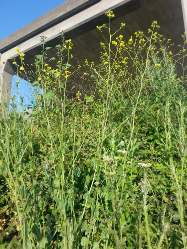 Black mustard (Mutarda nigra)
