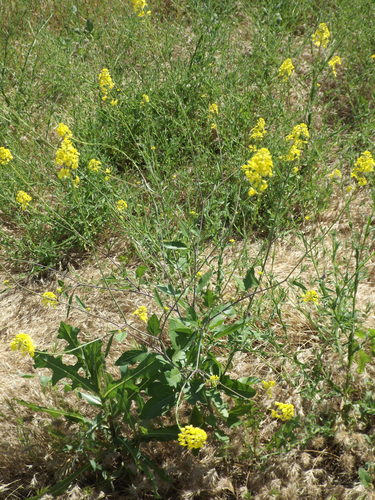 Black mustard (Mutarda nigra)
