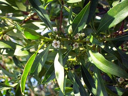 Myoporum acuminatum: Myoporum acuminatum at the Eurobodalla Regional Botanic Gardens