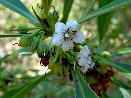 Myoporum acuminatum (Myoporum acuminatum)