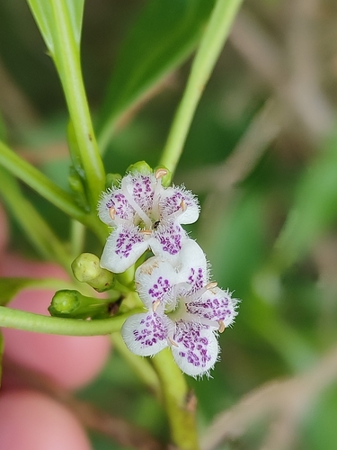 Myoporum acuminatum (Myoporum acuminatum)