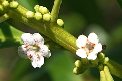 Myoporum acuminatum (Myoporum acuminatum)