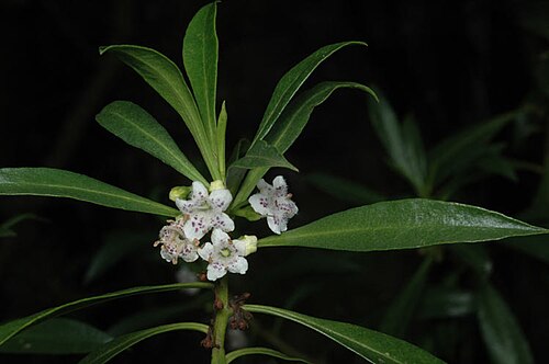Myoporum acuminatum: Myoporum acuminatum
