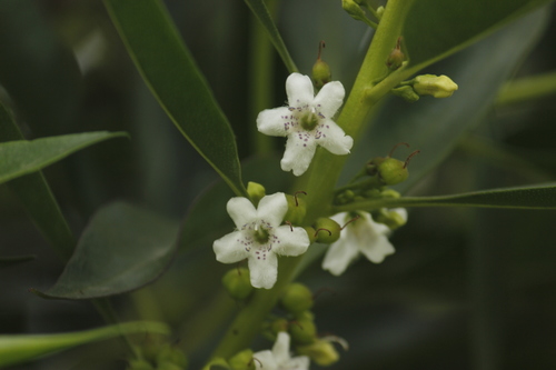 Myoporum acuminatum (Myoporum acuminatum)