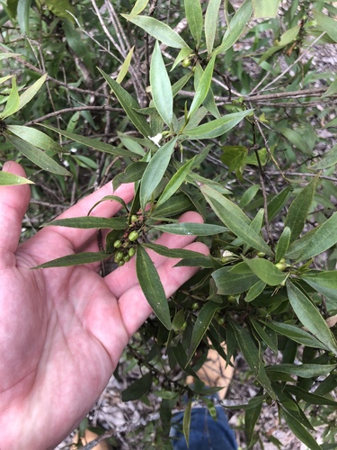 Myoporum acuminatum (Myoporum acuminatum)