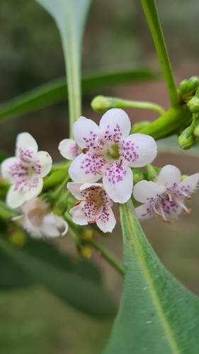 Myoporum acuminatum (Myoporum acuminatum)