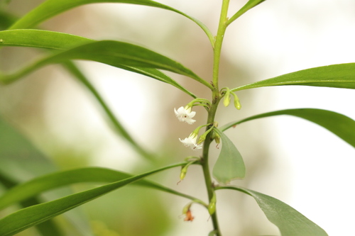 Myoporum acuminatum (Myoporum acuminatum)