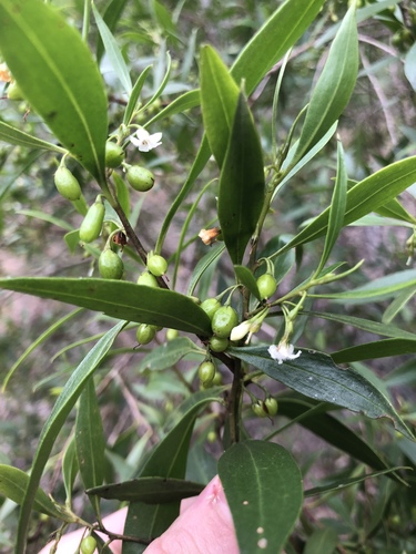 Myoporum acuminatum (Myoporum acuminatum)