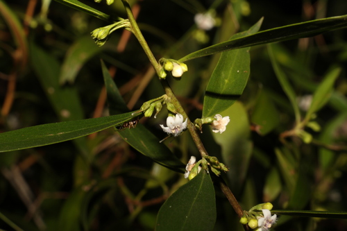 Myoporum acuminatum (Myoporum acuminatum)