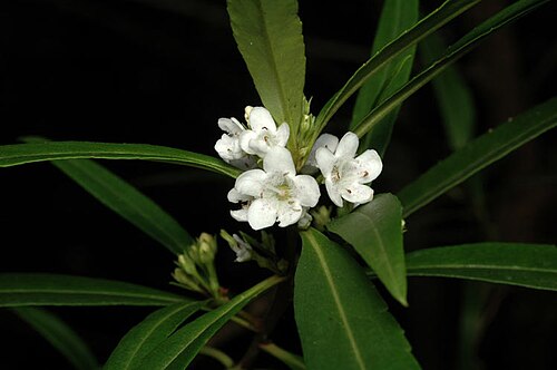 Mountain boobialla: Myoporum betcheanum