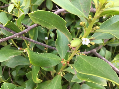 Myoporum boninense (Myoporum boninense)