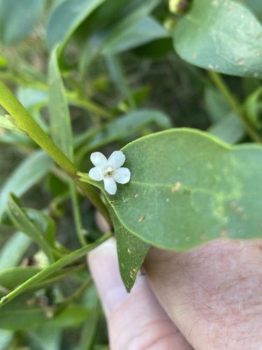 Myoporum boninense (Myoporum boninense)