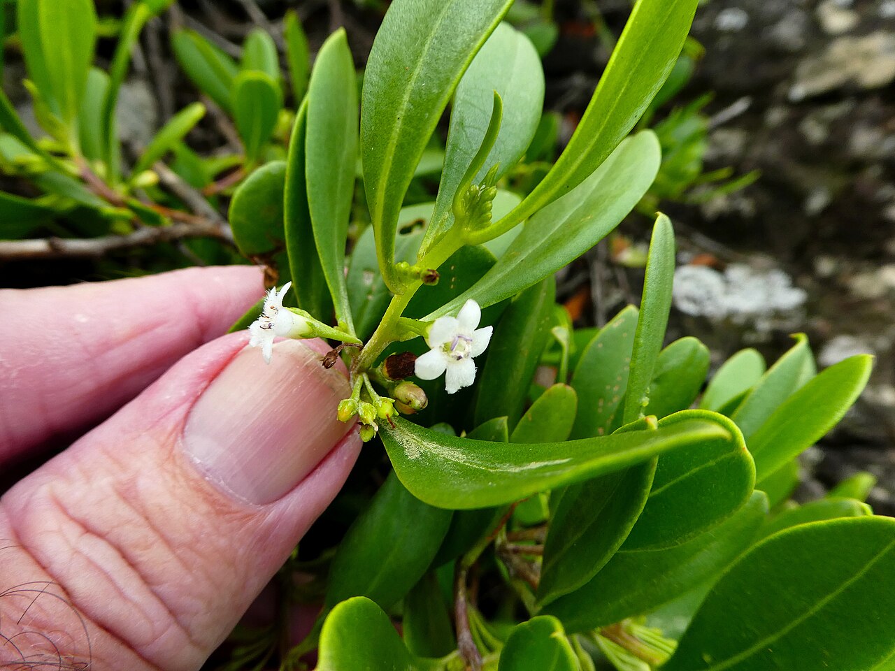 Myoporum boninense: Myoporum boninense