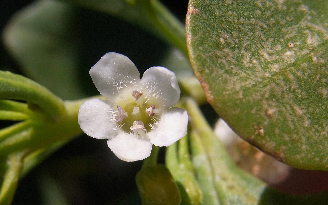 Myoporum boninense: Boobialla like plant at Bilgola, NSW, Australia. Possibly Myoporum boninense subsp. australe