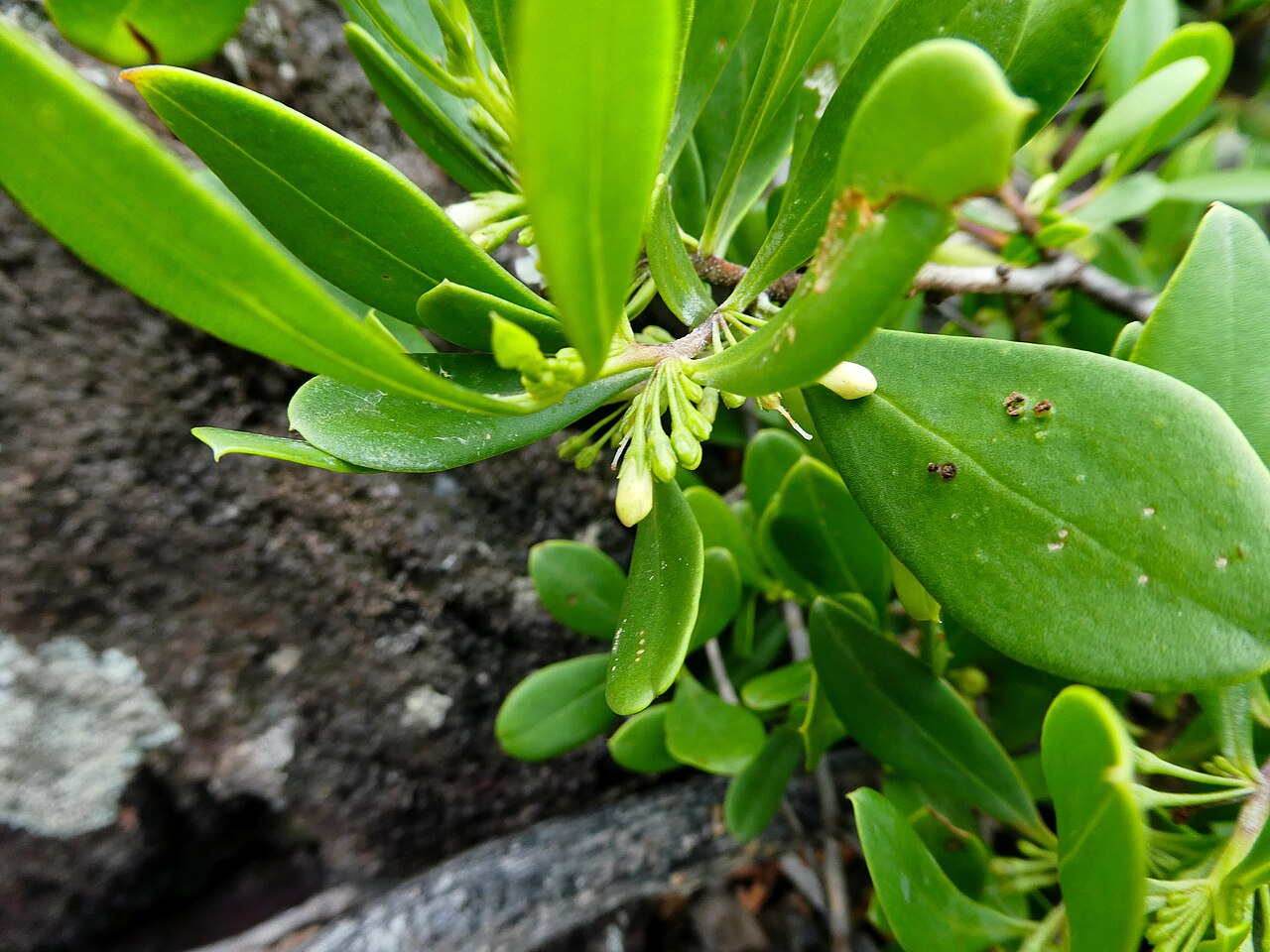 Myoporum boninense: Myoporum boninense