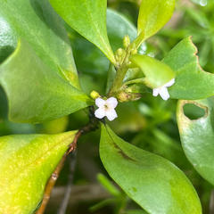 Myoporum boninense (Myoporum boninense)