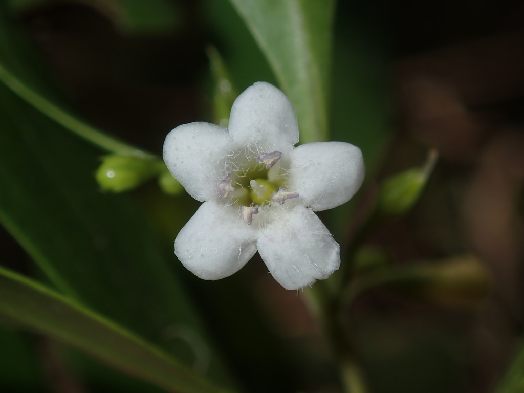 Myoporum boninense (Myoporum boninense)