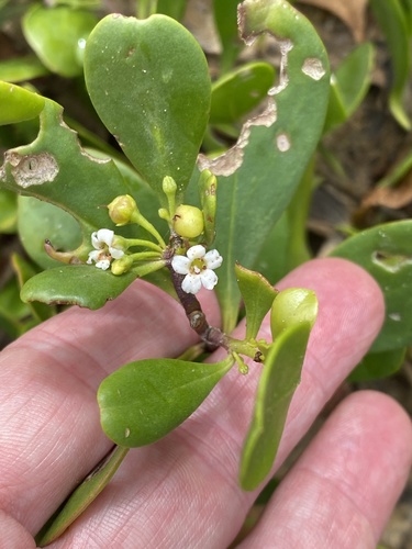 Myoporum boninense (Myoporum boninense)