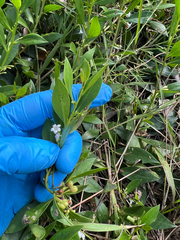 Myoporum boninense (Myoporum boninense)
