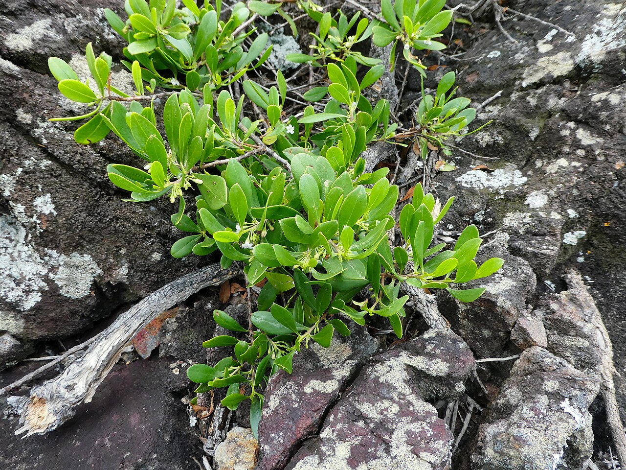 Myoporum boninense: Myoporum boninense