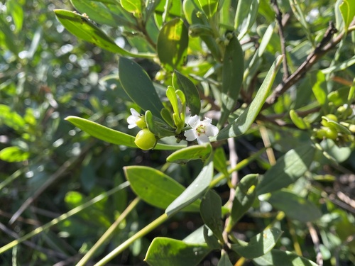 Myoporum boninense (Myoporum boninense)