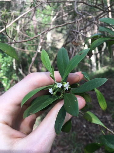 Myoporum boninense (Myoporum boninense)