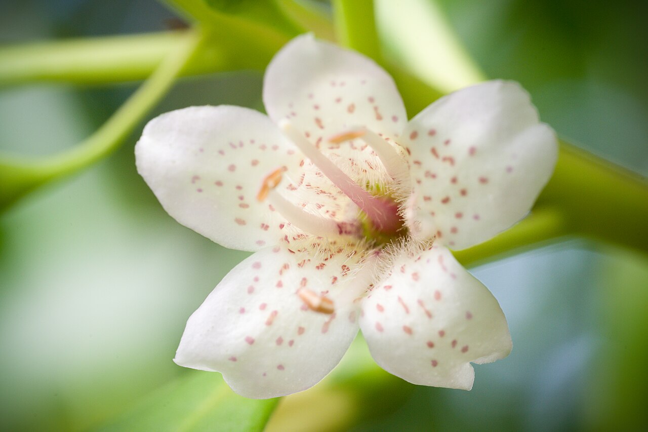 Myoporum bontioides: Plant derived from Fusozaki, Nanjo, Okinawa, Japan Japanese Name ハマジンチョウ Chinese Name 苦藍盤, 苦檻藍 Taxonomy Family ゴマノハグサ科 Scrophulariaceae Tribe Myoporeae Genus ハマ