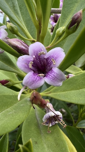 Myoporum bontioides (Myoporum bontioides)