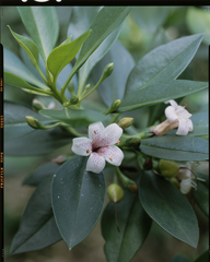 Myoporum bontioides (Myoporum bontioides)