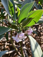 Myoporum bontioides (Myoporum bontioides)