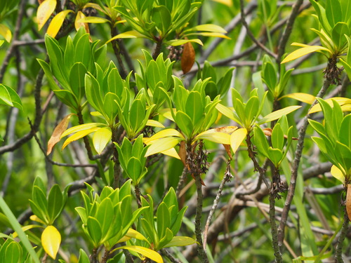Myoporum bontioides (Myoporum bontioides)