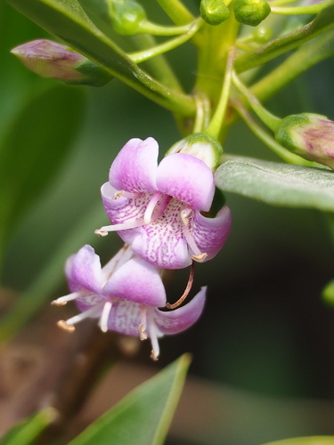 Myoporum bontioides (Myoporum bontioides)