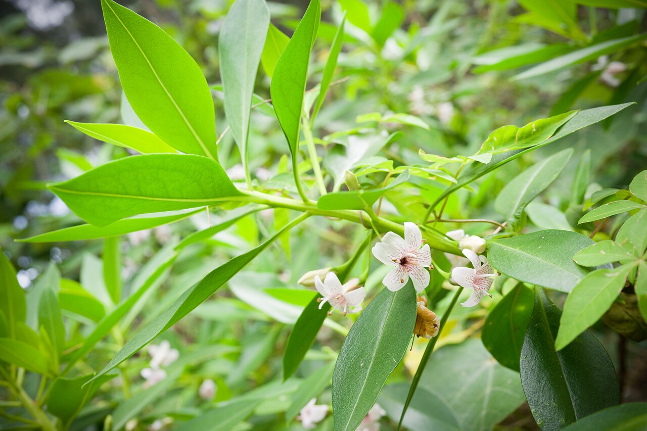 Myoporum bontioides: Plant derived from Fusozaki, Nanjo, Okinawa, Japan Japanese Name ハマジンチョウ Chinese Name 苦藍盤, 苦檻藍 Taxonomy Family ゴマノハグサ科 Scrophulariaceae Tribe Myoporeae Genus ハマ
