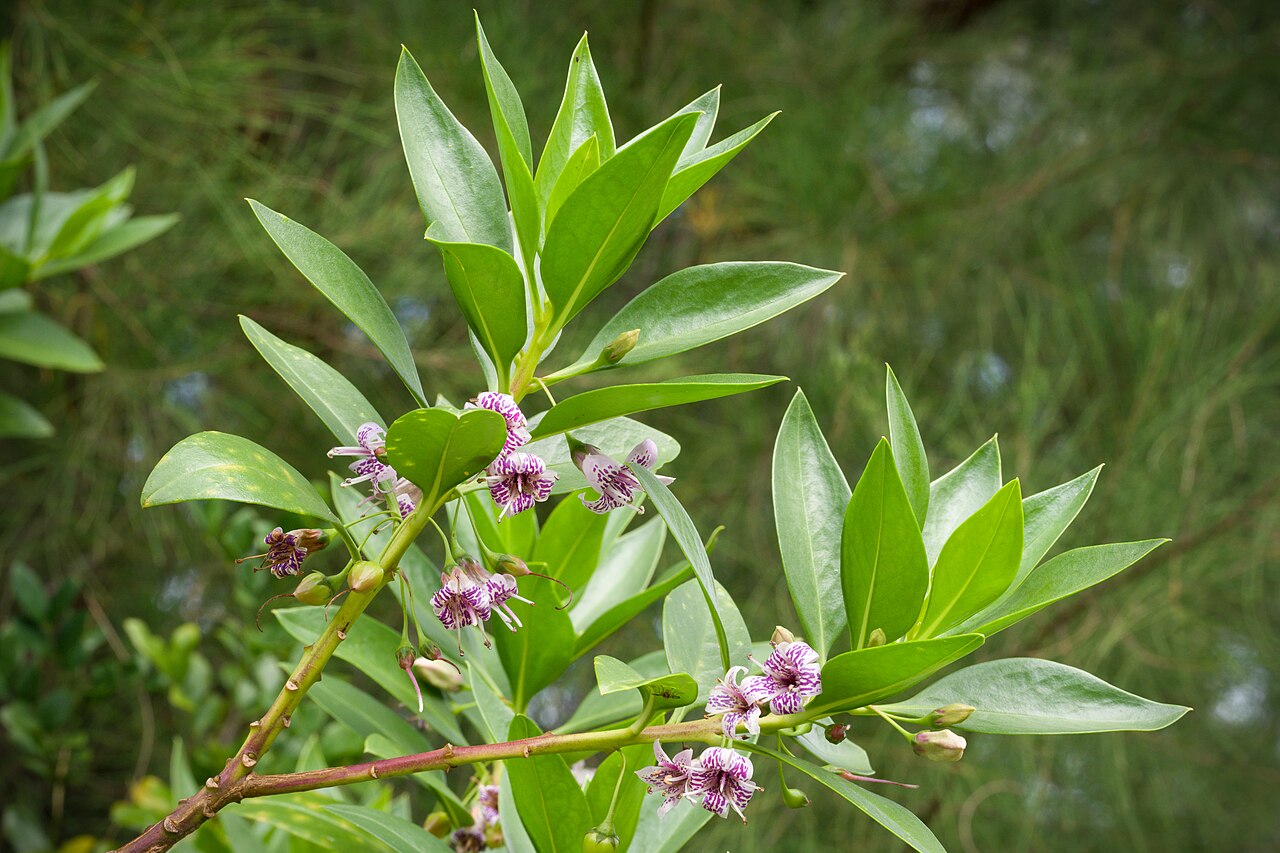 Myoporum bontioides: Plant derived from Fusozaki, Nanjo, Okinawa, Japan Japanese Name ハマジンチョウ Chinese Name 苦藍盤, 苦檻藍 Taxonomy Family ゴマノハグサ科 Scrophulariaceae Tribe Myoporeae Genus ハマ