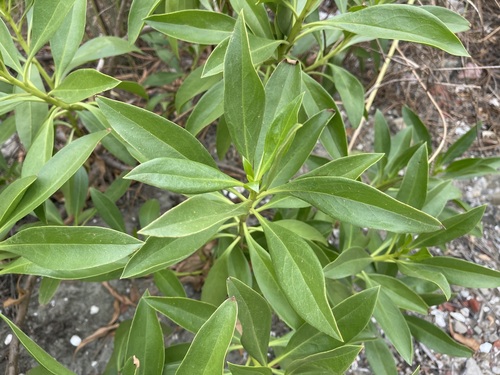 Myoporum bontioides (Myoporum bontioides)