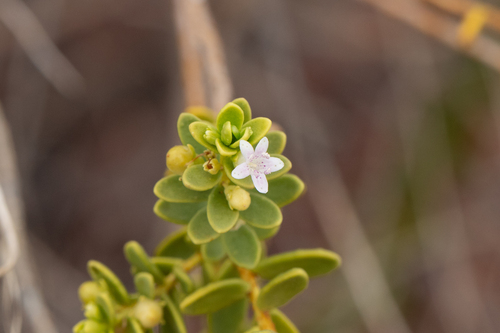 Pale myoporum (Myoporum brevipes)
