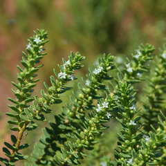 Pale myoporum (Myoporum brevipes)